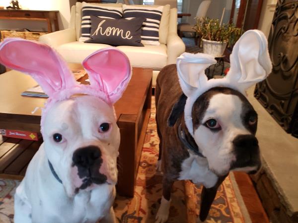 /Images/uploads/New Jersey Boxer Rescue/NJBoxerRescue/entries/17813.jpg